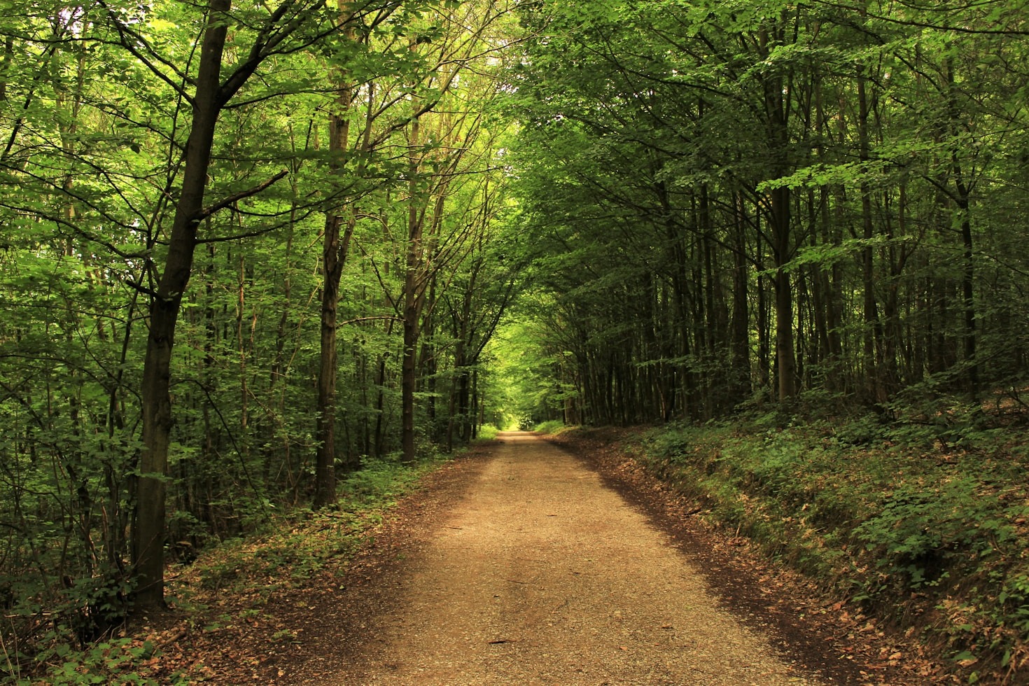 Why Everyone Should Embrace Eco-Tourism